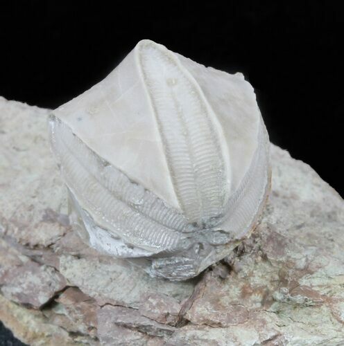 Blastoid (Pentremites) Fossil - Illinois #60130